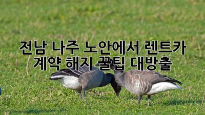 전남 나주 노안에서 렌트카 계약 해지? 꿀팁 대방출! 🚗💨
